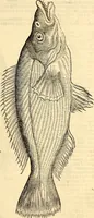 An illustration from Icones animalium quadrupedum uiuiparorum et ouiparorum : quae in Historiae animalium Conradi Gesneri libro I. et II. describuntur, cum nomenclaturis singulorum latinis, graecis, italicis, gallicis, et germanicis plerunque, et aliarum quoque linguarum, certis ordinibus digestae (1560)