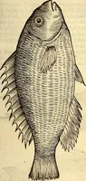 Picture 401 of 971 from Icones animalium quadrupedum uiuiparorum et ouiparorum : quae in Historiae animalium Conradi Gesneri libro I. et II. describuntur, cum nomenclaturis singulorum latinis, graecis, italicis, gallicis, et germanicis plerunque, et aliarum quoque linguarum, certis ordinibus digestae (1560), leaf 344