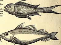 An illustration from Icones animalium quadrupedum uiuiparorum et ouiparorum : quae in Historiae animalium Conradi Gesneri libro I. et II. describuntur, cum nomenclaturis singulorum latinis, graecis, italicis, gallicis, et germanicis plerunque, et aliarum quoque linguarum, certis ordinibus digestae (1560)