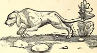 Picture 23 of 971 from Icones animalium quadrupedum uiuiparorum et ouiparorum : quae in Historiae animalium Conradi Gesneri libro I. et II. describuntur, cum nomenclaturis singulorum latinis, graecis, italicis, gallicis, et germanicis plerunque, et aliarum quoque linguarum, certis ordinibus digestae (1560), leaf 35