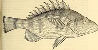 Picture 412 of 971 from Icones animalium quadrupedum uiuiparorum et ouiparorum : quae in Historiae animalium Conradi Gesneri libro I. et II. describuntur, cum nomenclaturis singulorum latinis, graecis, italicis, gallicis, et germanicis plerunque, et aliarum quoque linguarum, certis ordinibus digestae (1560), leaf 350