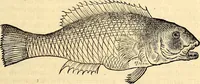 Picture 414 of 971 from Icones animalium quadrupedum uiuiparorum et ouiparorum : quae in Historiae animalium Conradi Gesneri libro I. et II. describuntur, cum nomenclaturis singulorum latinis, graecis, italicis, gallicis, et germanicis plerunque, et aliarum quoque linguarum, certis ordinibus digestae (1560), leaf 350