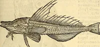 Picture 418 of 971 from Icones animalium quadrupedum uiuiparorum et ouiparorum : quae in Historiae animalium Conradi Gesneri libro I. et II. describuntur, cum nomenclaturis singulorum latinis, graecis, italicis, gallicis, et germanicis plerunque, et aliarum quoque linguarum, certis ordinibus digestae (1560), leaf 354