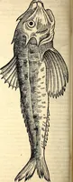 Picture 419 of 971 from Icones animalium quadrupedum uiuiparorum et ouiparorum : quae in Historiae animalium Conradi Gesneri libro I. et II. describuntur, cum nomenclaturis singulorum latinis, graecis, italicis, gallicis, et germanicis plerunque, et aliarum quoque linguarum, certis ordinibus digestae (1560), leaf 355