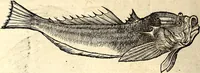 Picture 425 of 971 from Icones animalium quadrupedum uiuiparorum et ouiparorum : quae in Historiae animalium Conradi Gesneri libro I. et II. describuntur, cum nomenclaturis singulorum latinis, graecis, italicis, gallicis, et germanicis plerunque, et aliarum quoque linguarum, certis ordinibus digestae (1560), leaf 359