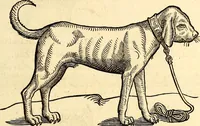 Picture 25 of 971 from Icones animalium quadrupedum uiuiparorum et ouiparorum : quae in Historiae animalium Conradi Gesneri libro I. et II. describuntur, cum nomenclaturis singulorum latinis, graecis, italicis, gallicis, et germanicis plerunque, et aliarum quoque linguarum, certis ordinibus digestae (1560), leaf 36