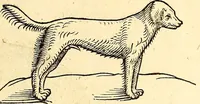 Picture 26 of 971 from Icones animalium quadrupedum uiuiparorum et ouiparorum : quae in Historiae animalium Conradi Gesneri libro I. et II. describuntur, cum nomenclaturis singulorum latinis, graecis, italicis, gallicis, et germanicis plerunque, et aliarum quoque linguarum, certis ordinibus digestae (1560), leaf 36