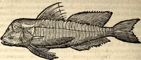 Picture 427 of 971 from Icones animalium quadrupedum uiuiparorum et ouiparorum : quae in Historiae animalium Conradi Gesneri libro I. et II. describuntur, cum nomenclaturis singulorum latinis, graecis, italicis, gallicis, et germanicis plerunque, et aliarum quoque linguarum, certis ordinibus digestae (1560), leaf 361