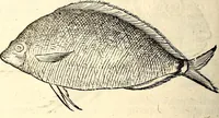 Picture 432 of 971 from Icones animalium quadrupedum uiuiparorum et ouiparorum : quae in Historiae animalium Conradi Gesneri libro I. et II. describuntur, cum nomenclaturis singulorum latinis, graecis, italicis, gallicis, et germanicis plerunque, et aliarum quoque linguarum, certis ordinibus digestae (1560), leaf 363