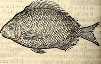 Picture 433 of 971 from Icones animalium quadrupedum uiuiparorum et ouiparorum : quae in Historiae animalium Conradi Gesneri libro I. et II. describuntur, cum nomenclaturis singulorum latinis, graecis, italicis, gallicis, et germanicis plerunque, et aliarum quoque linguarum, certis ordinibus digestae (1560), leaf 363