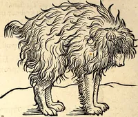 Picture 28 of 971 from Icones animalium quadrupedum uiuiparorum et ouiparorum : quae in Historiae animalium Conradi Gesneri libro I. et II. describuntur, cum nomenclaturis singulorum latinis, graecis, italicis, gallicis, et germanicis plerunque, et aliarum quoque linguarum, certis ordinibus digestae (1560), leaf 37