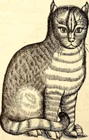 Picture 29 of 971 from Icones animalium quadrupedum uiuiparorum et ouiparorum : quae in Historiae animalium Conradi Gesneri libro I. et II. describuntur, cum nomenclaturis singulorum latinis, graecis, italicis, gallicis, et germanicis plerunque, et aliarum quoque linguarum, certis ordinibus digestae (1560), leaf 37