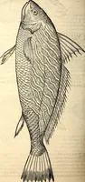 Picture 451 of 971 from Icones animalium quadrupedum uiuiparorum et ouiparorum : quae in Historiae animalium Conradi Gesneri libro I. et II. describuntur, cum nomenclaturis singulorum latinis, graecis, italicis, gallicis, et germanicis plerunque, et aliarum quoque linguarum, certis ordinibus digestae (1560), leaf 373