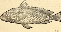 Picture 453 of 971 from Icones animalium quadrupedum uiuiparorum et ouiparorum : quae in Historiae animalium Conradi Gesneri libro I. et II. describuntur, cum nomenclaturis singulorum latinis, graecis, italicis, gallicis, et germanicis plerunque, et aliarum quoque linguarum, certis ordinibus digestae (1560), leaf 374