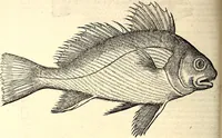 Picture 456 of 971 from Icones animalium quadrupedum uiuiparorum et ouiparorum : quae in Historiae animalium Conradi Gesneri libro I. et II. describuntur, cum nomenclaturis singulorum latinis, graecis, italicis, gallicis, et germanicis plerunque, et aliarum quoque linguarum, certis ordinibus digestae (1560), leaf 377