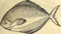 An illustration from Icones animalium quadrupedum uiuiparorum et ouiparorum : quae in Historiae animalium Conradi Gesneri libro I. et II. describuntur, cum nomenclaturis singulorum latinis, graecis, italicis, gallicis, et germanicis plerunque, et aliarum quoque linguarum, certis ordinibus digestae (1560)