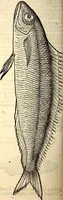 An illustration from Icones animalium quadrupedum uiuiparorum et ouiparorum : quae in Historiae animalium Conradi Gesneri libro I. et II. describuntur, cum nomenclaturis singulorum latinis, graecis, italicis, gallicis, et germanicis plerunque, et aliarum quoque linguarum, certis ordinibus digestae (1560)