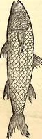 Picture 480 of 971 from Icones animalium quadrupedum uiuiparorum et ouiparorum : quae in Historiae animalium Conradi Gesneri libro I. et II. describuntur, cum nomenclaturis singulorum latinis, graecis, italicis, gallicis, et germanicis plerunque, et aliarum quoque linguarum, certis ordinibus digestae (1560), leaf 391