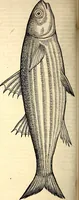 Picture 481 of 971 from Icones animalium quadrupedum uiuiparorum et ouiparorum : quae in Historiae animalium Conradi Gesneri libro I. et II. describuntur, cum nomenclaturis singulorum latinis, graecis, italicis, gallicis, et germanicis plerunque, et aliarum quoque linguarum, certis ordinibus digestae (1560), leaf 391