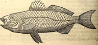 Picture 486 of 971 from Icones animalium quadrupedum uiuiparorum et ouiparorum : quae in Historiae animalium Conradi Gesneri libro I. et II. describuntur, cum nomenclaturis singulorum latinis, graecis, italicis, gallicis, et germanicis plerunque, et aliarum quoque linguarum, certis ordinibus digestae (1560), leaf 393