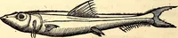 Picture 490 of 971 from Icones animalium quadrupedum uiuiparorum et ouiparorum : quae in Historiae animalium Conradi Gesneri libro I. et II. describuntur, cum nomenclaturis singulorum latinis, graecis, italicis, gallicis, et germanicis plerunque, et aliarum quoque linguarum, certis ordinibus digestae (1560), leaf 395