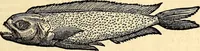 Picture 491 of 971 from Icones animalium quadrupedum uiuiparorum et ouiparorum : quae in Historiae animalium Conradi Gesneri libro I. et II. describuntur, cum nomenclaturis singulorum latinis, graecis, italicis, gallicis, et germanicis plerunque, et aliarum quoque linguarum, certis ordinibus digestae (1560), leaf 396