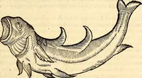 Picture 495 of 971 from Icones animalium quadrupedum uiuiparorum et ouiparorum : quae in Historiae animalium Conradi Gesneri libro I. et II. describuntur, cum nomenclaturis singulorum latinis, graecis, italicis, gallicis, et germanicis plerunque, et aliarum quoque linguarum, certis ordinibus digestae (1560), leaf 398
