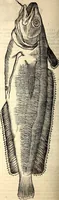 Picture 500 of 971 from Icones animalium quadrupedum uiuiparorum et ouiparorum : quae in Historiae animalium Conradi Gesneri libro I. et II. describuntur, cum nomenclaturis singulorum latinis, graecis, italicis, gallicis, et germanicis plerunque, et aliarum quoque linguarum, certis ordinibus digestae (1560), leaf 401