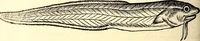 Picture 504 of 971 from Icones animalium quadrupedum uiuiparorum et ouiparorum : quae in Historiae animalium Conradi Gesneri libro I. et II. describuntur, cum nomenclaturis singulorum latinis, graecis, italicis, gallicis, et germanicis plerunque, et aliarum quoque linguarum, certis ordinibus digestae (1560), leaf 403