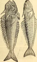 An illustration from Icones animalium quadrupedum uiuiparorum et ouiparorum : quae in Historiae animalium Conradi Gesneri libro I. et II. describuntur, cum nomenclaturis singulorum latinis, graecis, italicis, gallicis, et germanicis plerunque, et aliarum quoque linguarum, certis ordinibus digestae (1560)