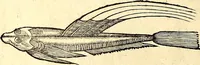 Picture 507 of 971 from Icones animalium quadrupedum uiuiparorum et ouiparorum : quae in Historiae animalium Conradi Gesneri libro I. et II. describuntur, cum nomenclaturis singulorum latinis, graecis, italicis, gallicis, et germanicis plerunque, et aliarum quoque linguarum, certis ordinibus digestae (1560), leaf 405