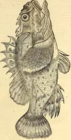 Picture 508 of 971 from Icones animalium quadrupedum uiuiparorum et ouiparorum : quae in Historiae animalium Conradi Gesneri libro I. et II. describuntur, cum nomenclaturis singulorum latinis, graecis, italicis, gallicis, et germanicis plerunque, et aliarum quoque linguarum, certis ordinibus digestae (1560), leaf 406
