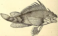 Picture 509 of 971 from Icones animalium quadrupedum uiuiparorum et ouiparorum : quae in Historiae animalium Conradi Gesneri libro I. et II. describuntur, cum nomenclaturis singulorum latinis, graecis, italicis, gallicis, et germanicis plerunque, et aliarum quoque linguarum, certis ordinibus digestae (1560), leaf 407