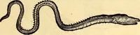 Picture 512 of 971 from Icones animalium quadrupedum uiuiparorum et ouiparorum : quae in Historiae animalium Conradi Gesneri libro I. et II. describuntur, cum nomenclaturis singulorum latinis, graecis, italicis, gallicis, et germanicis plerunque, et aliarum quoque linguarum, certis ordinibus digestae (1560), leaf 410
