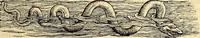 Picture 515 of 971 from Icones animalium quadrupedum uiuiparorum et ouiparorum : quae in Historiae animalium Conradi Gesneri libro I. et II. describuntur, cum nomenclaturis singulorum latinis, graecis, italicis, gallicis, et germanicis plerunque, et aliarum quoque linguarum, certis ordinibus digestae (1560), leaf 414