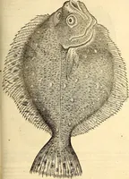 Picture 518 of 971 from Icones animalium quadrupedum uiuiparorum et ouiparorum : quae in Historiae animalium Conradi Gesneri libro I. et II. describuntur, cum nomenclaturis singulorum latinis, graecis, italicis, gallicis, et germanicis plerunque, et aliarum quoque linguarum, certis ordinibus digestae (1560), leaf 416