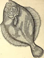 Picture 519 of 971 from Icones animalium quadrupedum uiuiparorum et ouiparorum : quae in Historiae animalium Conradi Gesneri libro I. et II. describuntur, cum nomenclaturis singulorum latinis, graecis, italicis, gallicis, et germanicis plerunque, et aliarum quoque linguarum, certis ordinibus digestae (1560), leaf 417