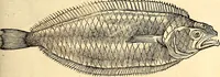 Picture 522 of 971 from Icones animalium quadrupedum uiuiparorum et ouiparorum : quae in Historiae animalium Conradi Gesneri libro I. et II. describuntur, cum nomenclaturis singulorum latinis, graecis, italicis, gallicis, et germanicis plerunque, et aliarum quoque linguarum, certis ordinibus digestae (1560), leaf 418