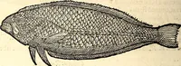 Picture 523 of 971 from Icones animalium quadrupedum uiuiparorum et ouiparorum : quae in Historiae animalium Conradi Gesneri libro I. et II. describuntur, cum nomenclaturis singulorum latinis, graecis, italicis, gallicis, et germanicis plerunque, et aliarum quoque linguarum, certis ordinibus digestae (1560), leaf 419