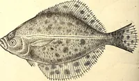 Picture 524 of 971 from Icones animalium quadrupedum uiuiparorum et ouiparorum : quae in Historiae animalium Conradi Gesneri libro I. et II. describuntur, cum nomenclaturis singulorum latinis, graecis, italicis, gallicis, et germanicis plerunque, et aliarum quoque linguarum, certis ordinibus digestae (1560), leaf 419