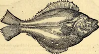 Picture 525 of 971 from Icones animalium quadrupedum uiuiparorum et ouiparorum : quae in Historiae animalium Conradi Gesneri libro I. et II. describuntur, cum nomenclaturis singulorum latinis, graecis, italicis, gallicis, et germanicis plerunque, et aliarum quoque linguarum, certis ordinibus digestae (1560), leaf 420