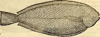 Picture 528 of 971 from Icones animalium quadrupedum uiuiparorum et ouiparorum : quae in Historiae animalium Conradi Gesneri libro I. et II. describuntur, cum nomenclaturis singulorum latinis, graecis, italicis, gallicis, et germanicis plerunque, et aliarum quoque linguarum, certis ordinibus digestae (1560), leaf 422