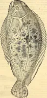 Picture 529 of 971 from Icones animalium quadrupedum uiuiparorum et ouiparorum : quae in Historiae animalium Conradi Gesneri libro I. et II. describuntur, cum nomenclaturis singulorum latinis, graecis, italicis, gallicis, et germanicis plerunque, et aliarum quoque linguarum, certis ordinibus digestae (1560), leaf 422