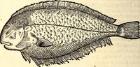 Picture 531 of 971 from Icones animalium quadrupedum uiuiparorum et ouiparorum : quae in Historiae animalium Conradi Gesneri libro I. et II. describuntur, cum nomenclaturis singulorum latinis, graecis, italicis, gallicis, et germanicis plerunque, et aliarum quoque linguarum, certis ordinibus digestae (1560), leaf 423