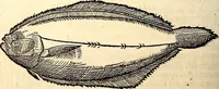 Picture 532 of 971 from Icones animalium quadrupedum uiuiparorum et ouiparorum : quae in Historiae animalium Conradi Gesneri libro I. et II. describuntur, cum nomenclaturis singulorum latinis, graecis, italicis, gallicis, et germanicis plerunque, et aliarum quoque linguarum, certis ordinibus digestae (1560), leaf 423
