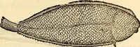 Picture 533 of 971 from Icones animalium quadrupedum uiuiparorum et ouiparorum : quae in Historiae animalium Conradi Gesneri libro I. et II. describuntur, cum nomenclaturis singulorum latinis, graecis, italicis, gallicis, et germanicis plerunque, et aliarum quoque linguarum, certis ordinibus digestae (1560), leaf 424