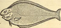 Picture 534 of 971 from Icones animalium quadrupedum uiuiparorum et ouiparorum : quae in Historiae animalium Conradi Gesneri libro I. et II. describuntur, cum nomenclaturis singulorum latinis, graecis, italicis, gallicis, et germanicis plerunque, et aliarum quoque linguarum, certis ordinibus digestae (1560), leaf 424