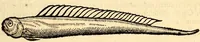 Picture 535 of 971 from Icones animalium quadrupedum uiuiparorum et ouiparorum : quae in Historiae animalium Conradi Gesneri libro I. et II. describuntur, cum nomenclaturis singulorum latinis, graecis, italicis, gallicis, et germanicis plerunque, et aliarum quoque linguarum, certis ordinibus digestae (1560), leaf 424