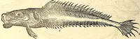 Picture 537 of 971 from Icones animalium quadrupedum uiuiparorum et ouiparorum : quae in Historiae animalium Conradi Gesneri libro I. et II. describuntur, cum nomenclaturis singulorum latinis, graecis, italicis, gallicis, et germanicis plerunque, et aliarum quoque linguarum, certis ordinibus digestae (1560), leaf 425