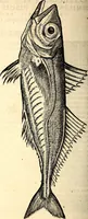 An illustration from Icones animalium quadrupedum uiuiparorum et ouiparorum : quae in Historiae animalium Conradi Gesneri libro I. et II. describuntur, cum nomenclaturis singulorum latinis, graecis, italicis, gallicis, et germanicis plerunque, et aliarum quoque linguarum, certis ordinibus digestae (1560)